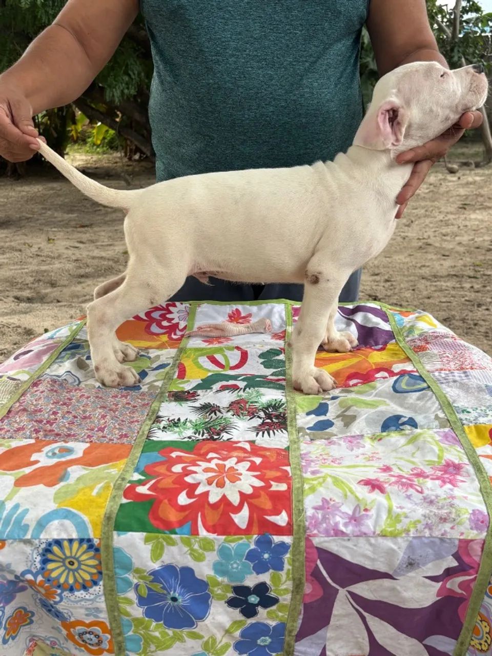 Filhotes de Dogo argentino  - Foto 3