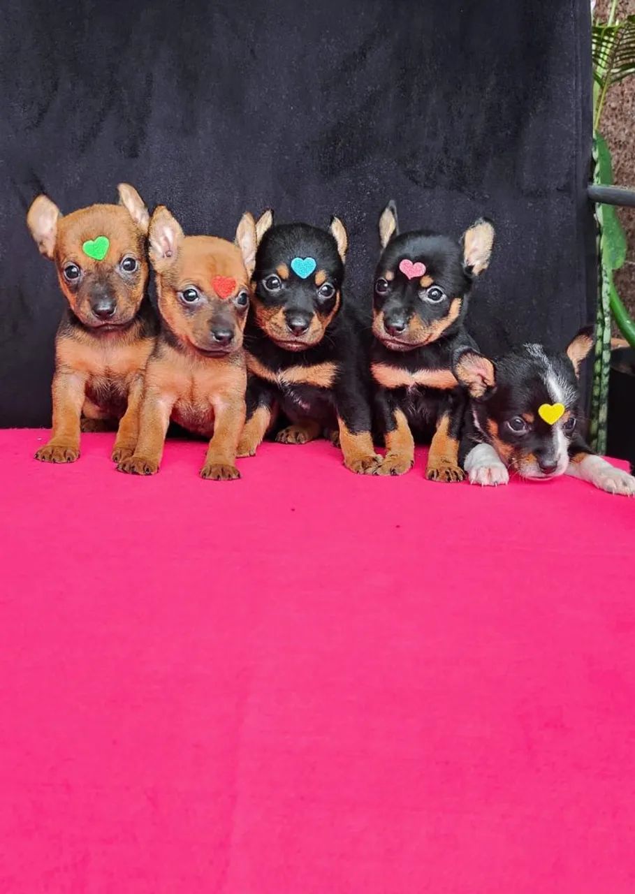 Pinscher, 55 dias, vermifugados