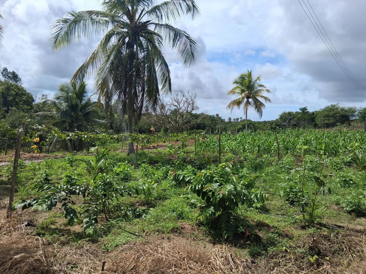 VENDO PROPRIEDADE, RIACHO ,VÁRIAS FRUTEIRAS IRRIGADAS, PASTOS, 15 TAREFAS , ESTÂNCIA/SE - Foto 2