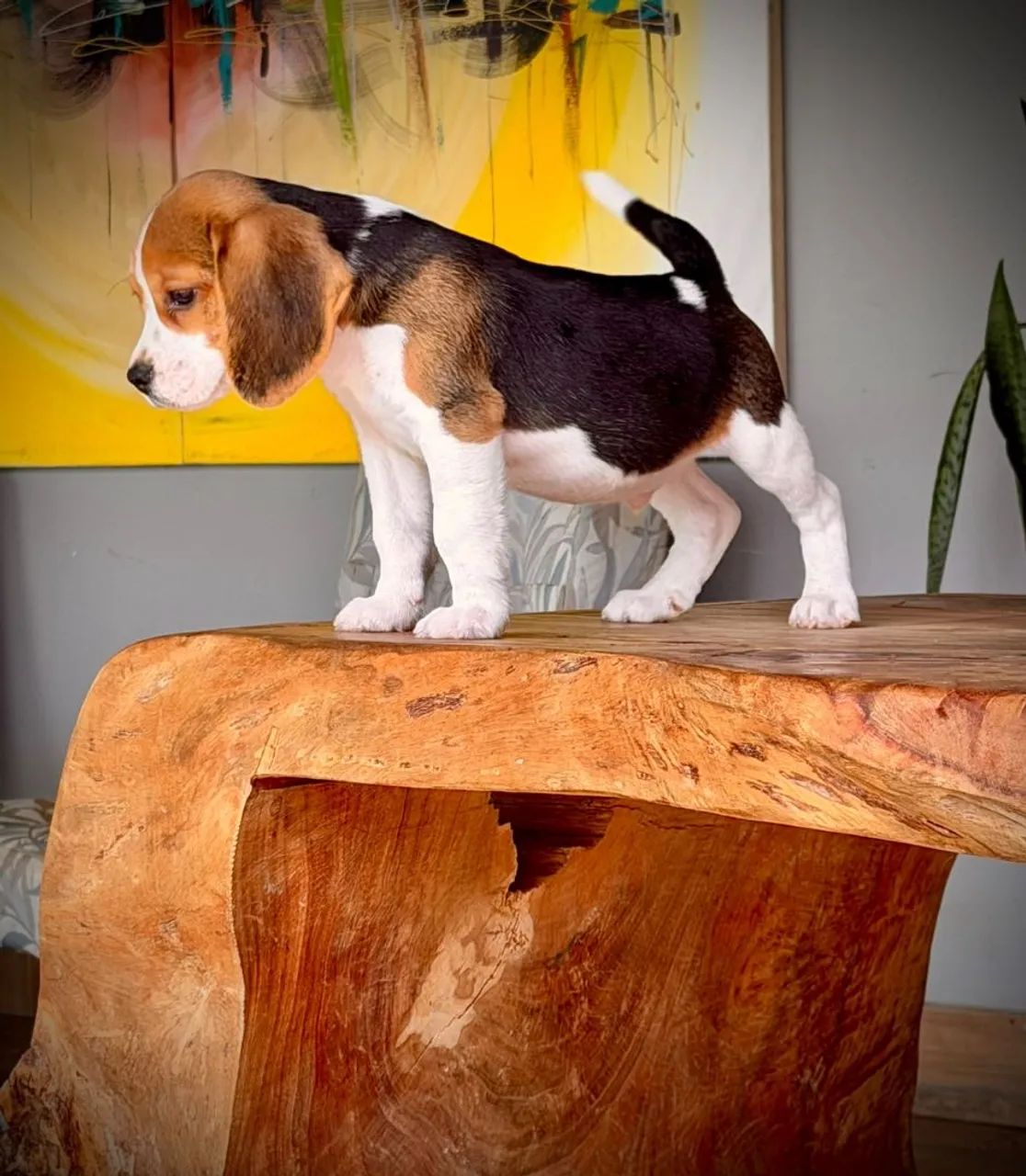 Mini beagle  - Foto 2