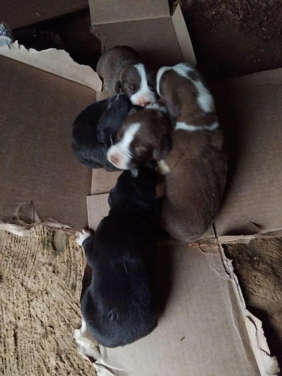 Cachorro  - Foto 4