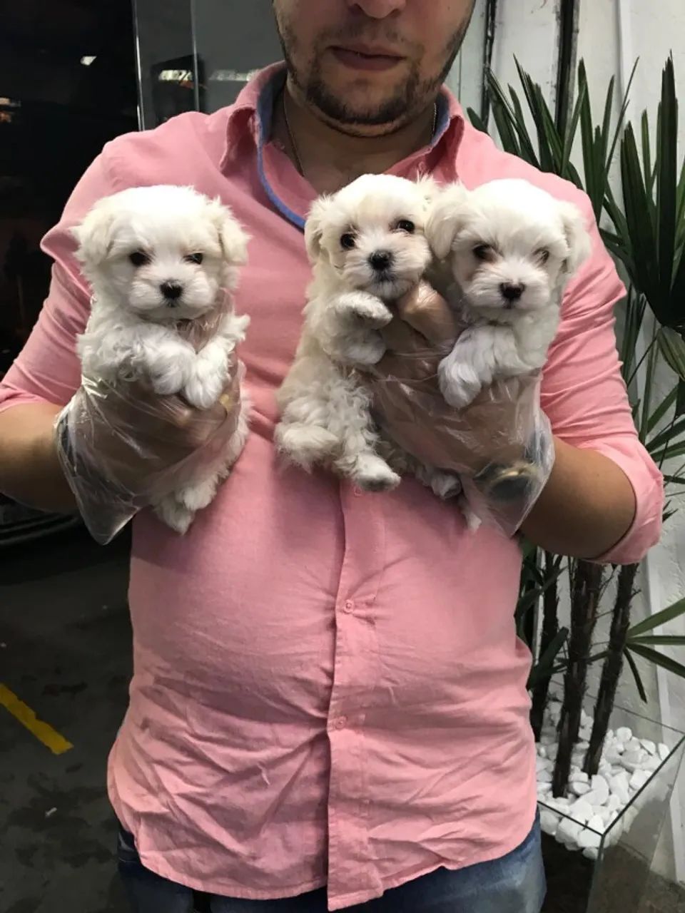 Maltês Fêmea com Pedigree - Pequena, Delicada e Muito Carinhosa