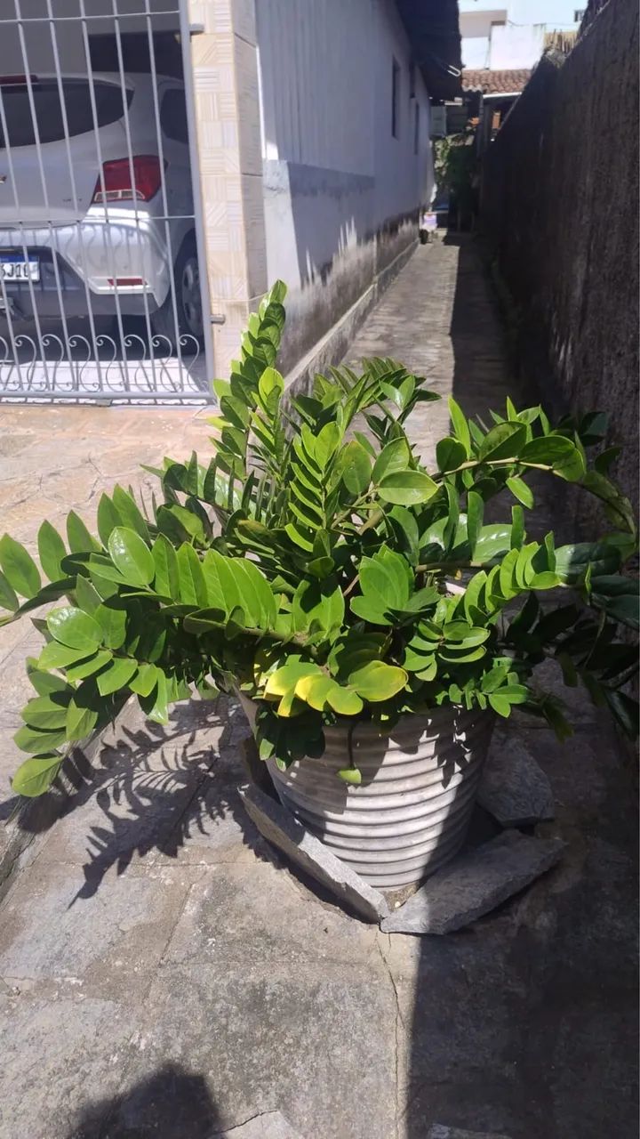 Zamiocuca - Foto 2