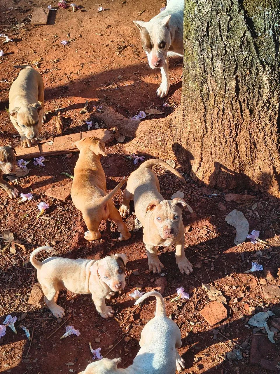 Filhotes de pitmonster com pedigree - Foto 4