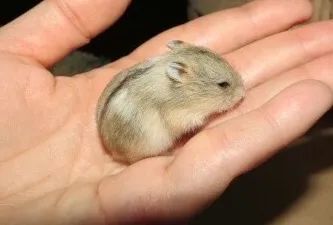 Hamster Filhote  - Foto 3