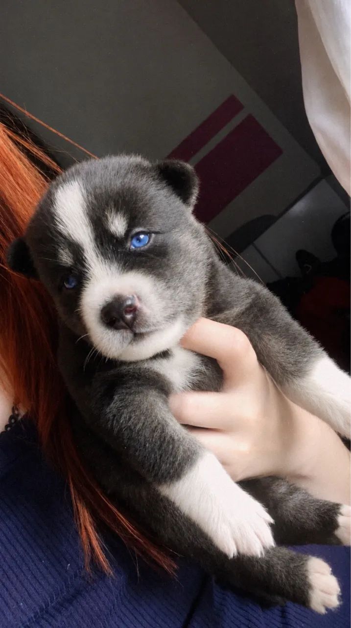 Husky siberiano  - Foto 3