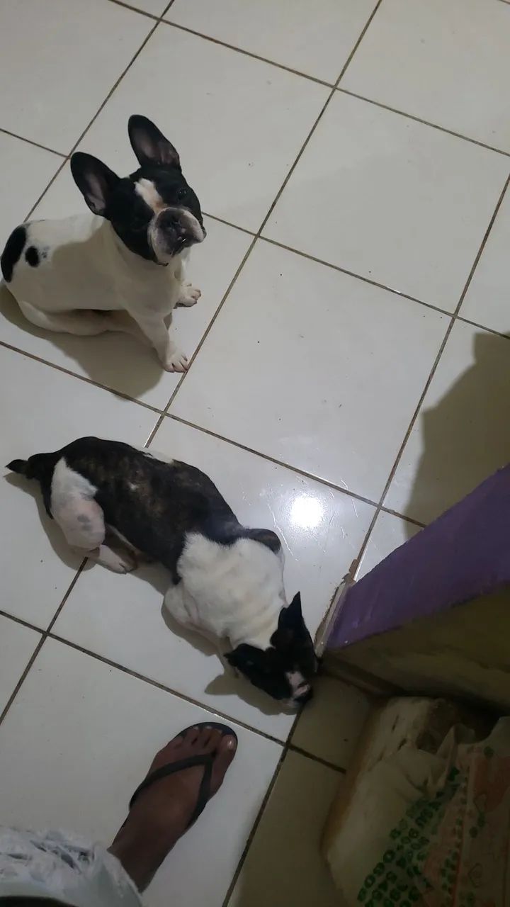 Budoog francês macho 1ano e 7 mes 