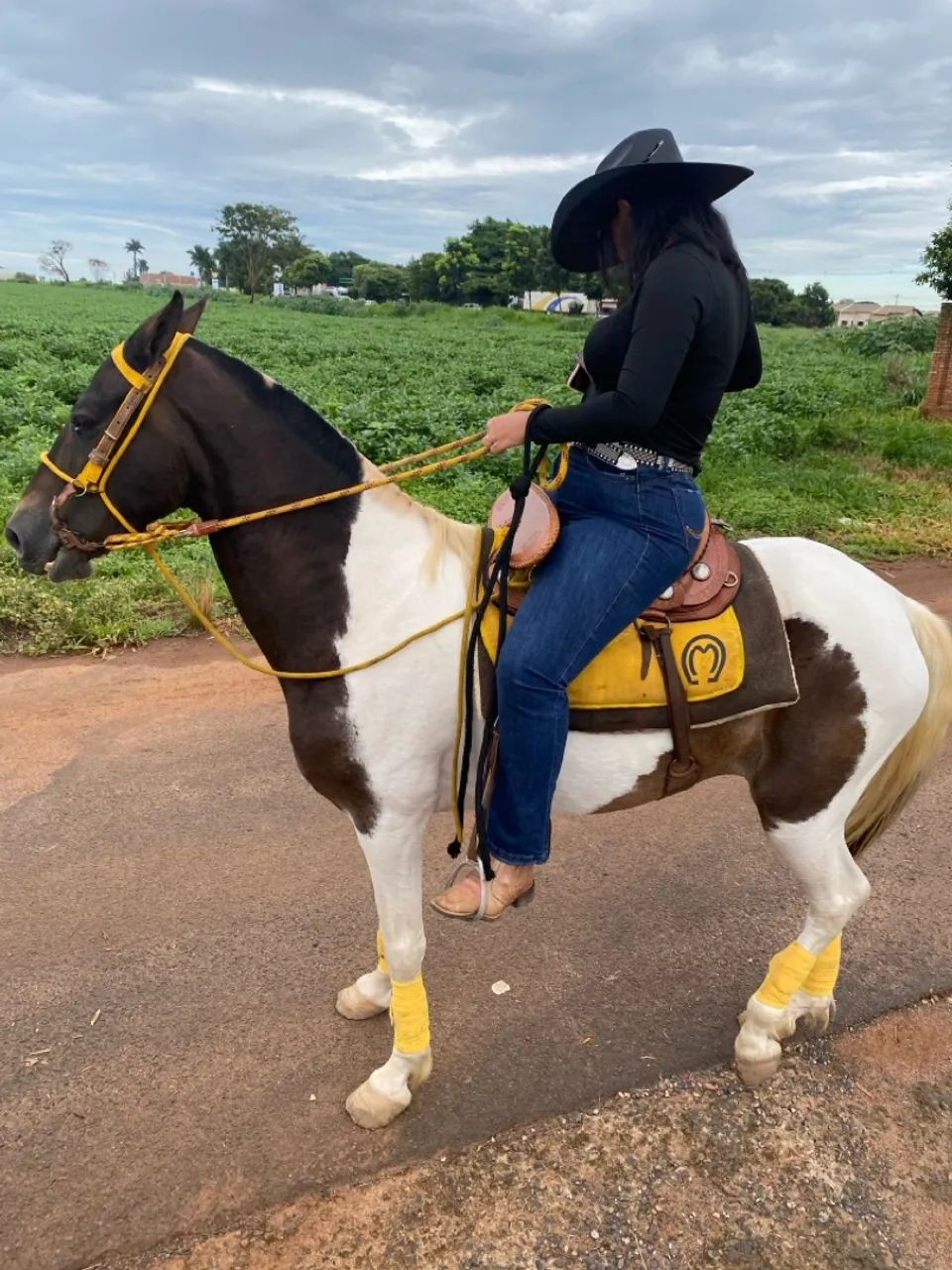 Vendo égua marcha picada 