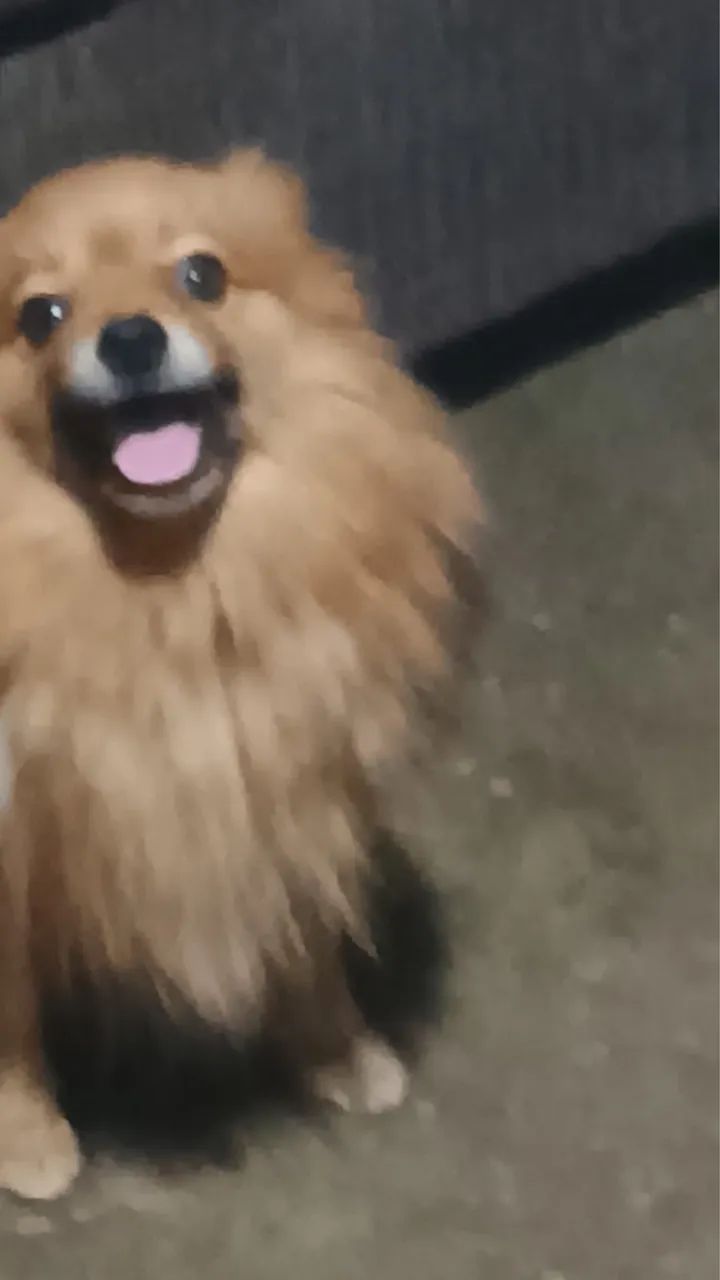 Cachorro  - Foto 2