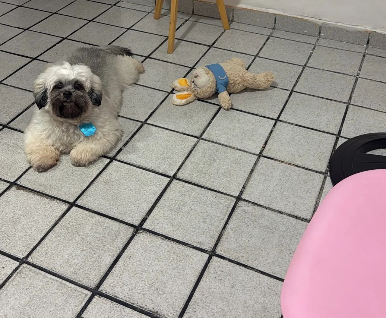Lhasa apso a procura de uma namorada  - Foto 3