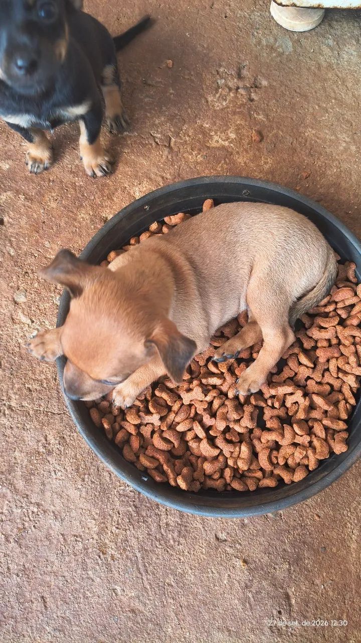 Filhotes de pinscher 0(Zero).