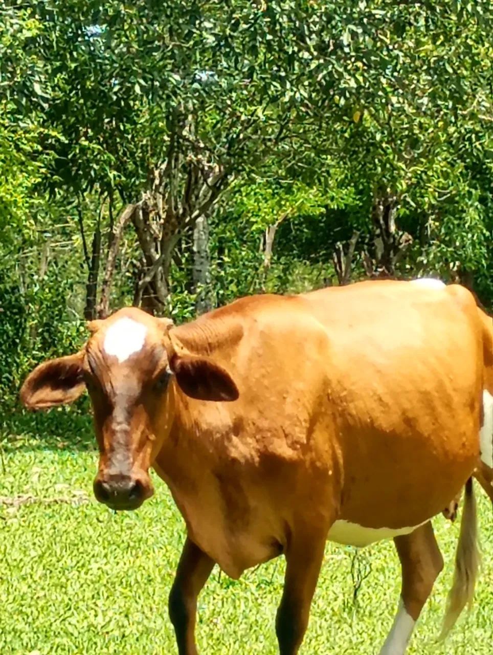 Vendo pacote 6 vacas e 1 touro - Foto 3
