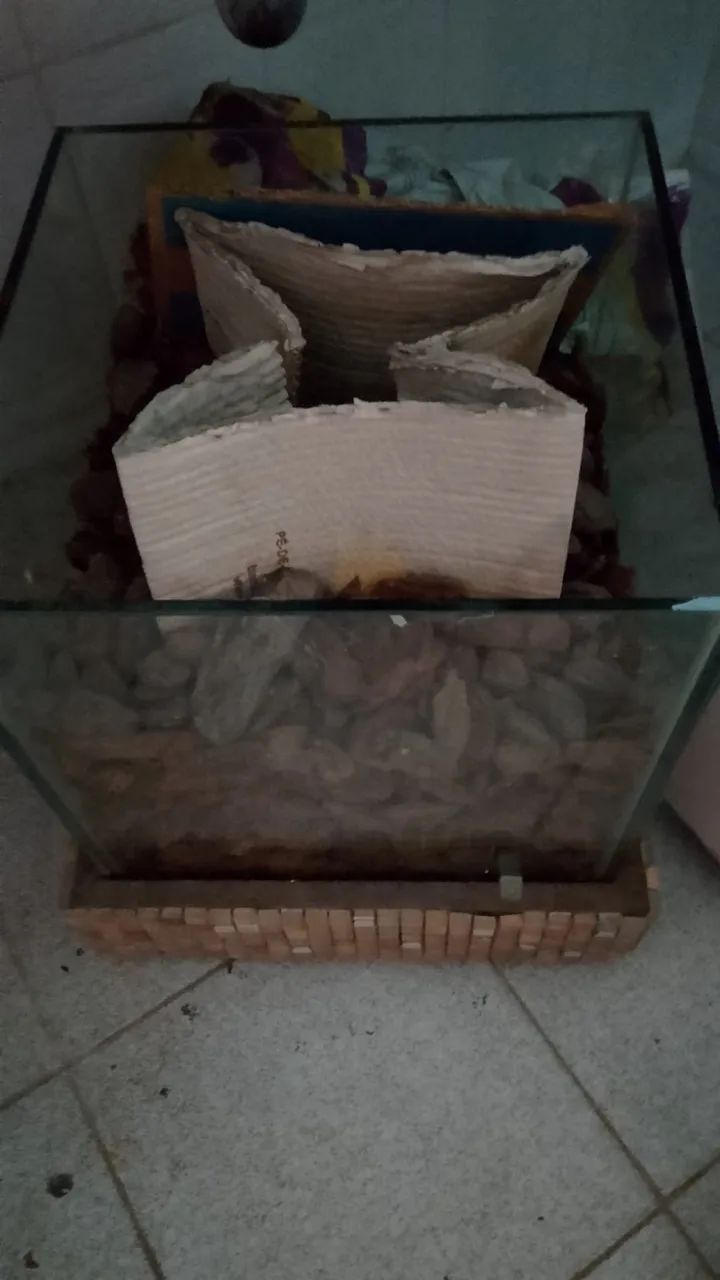 vaso de planta
