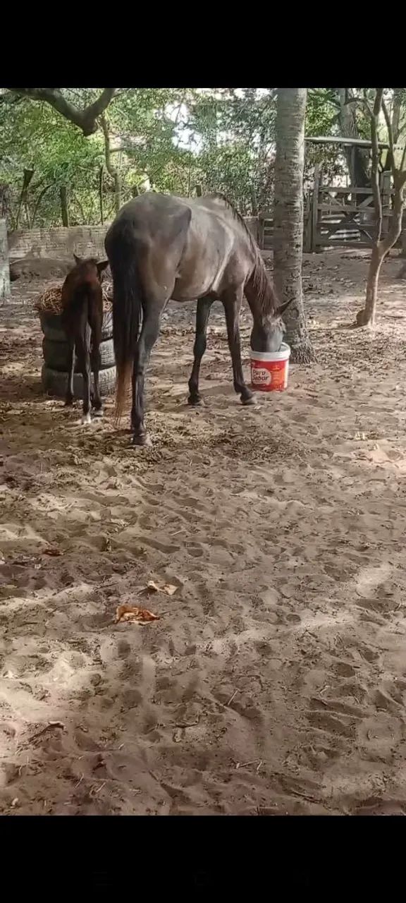 Égua com potro égua tordilho 