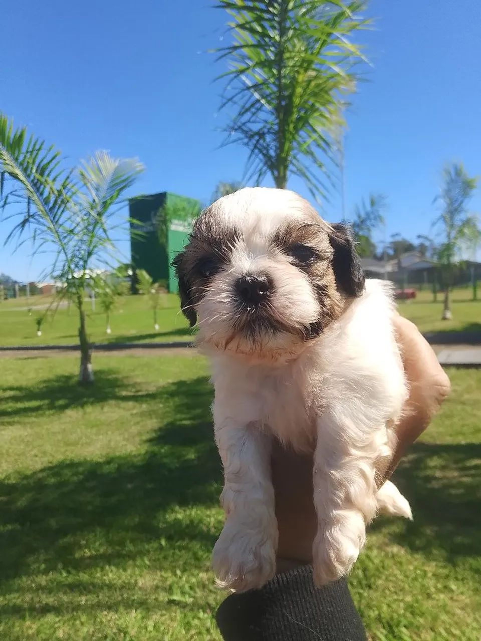 Vendo filhos de shitzu macho - Foto 4
