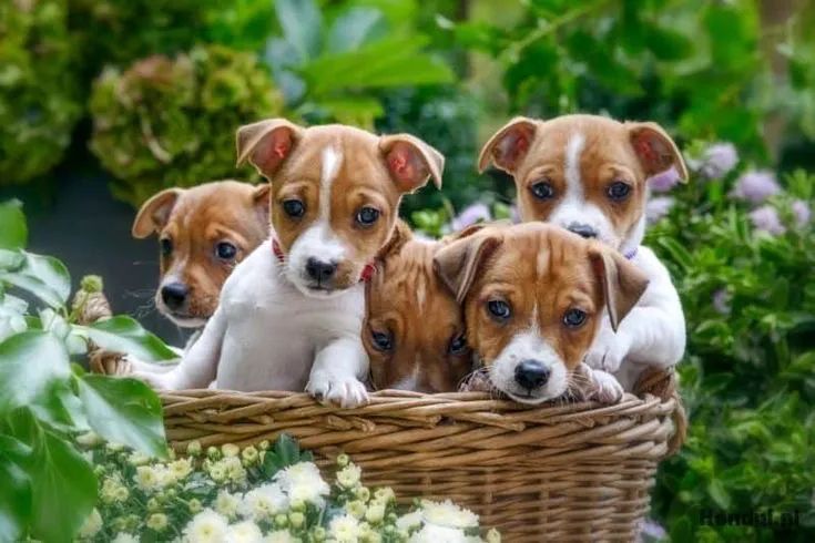 Jack russel com contrato - m e F 
