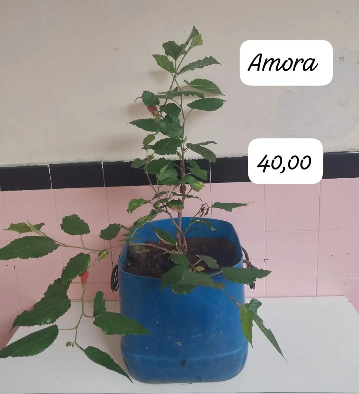 Frutíferas ? - Foto 2