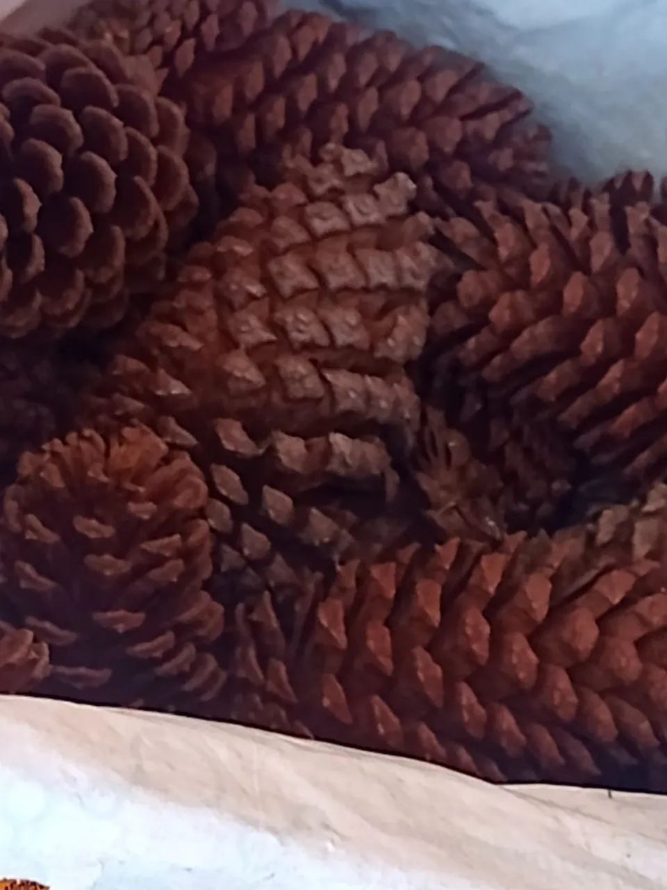 pinha  - Foto 3