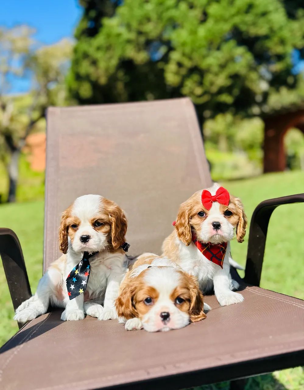 Cavalier king charles  - Foto 3