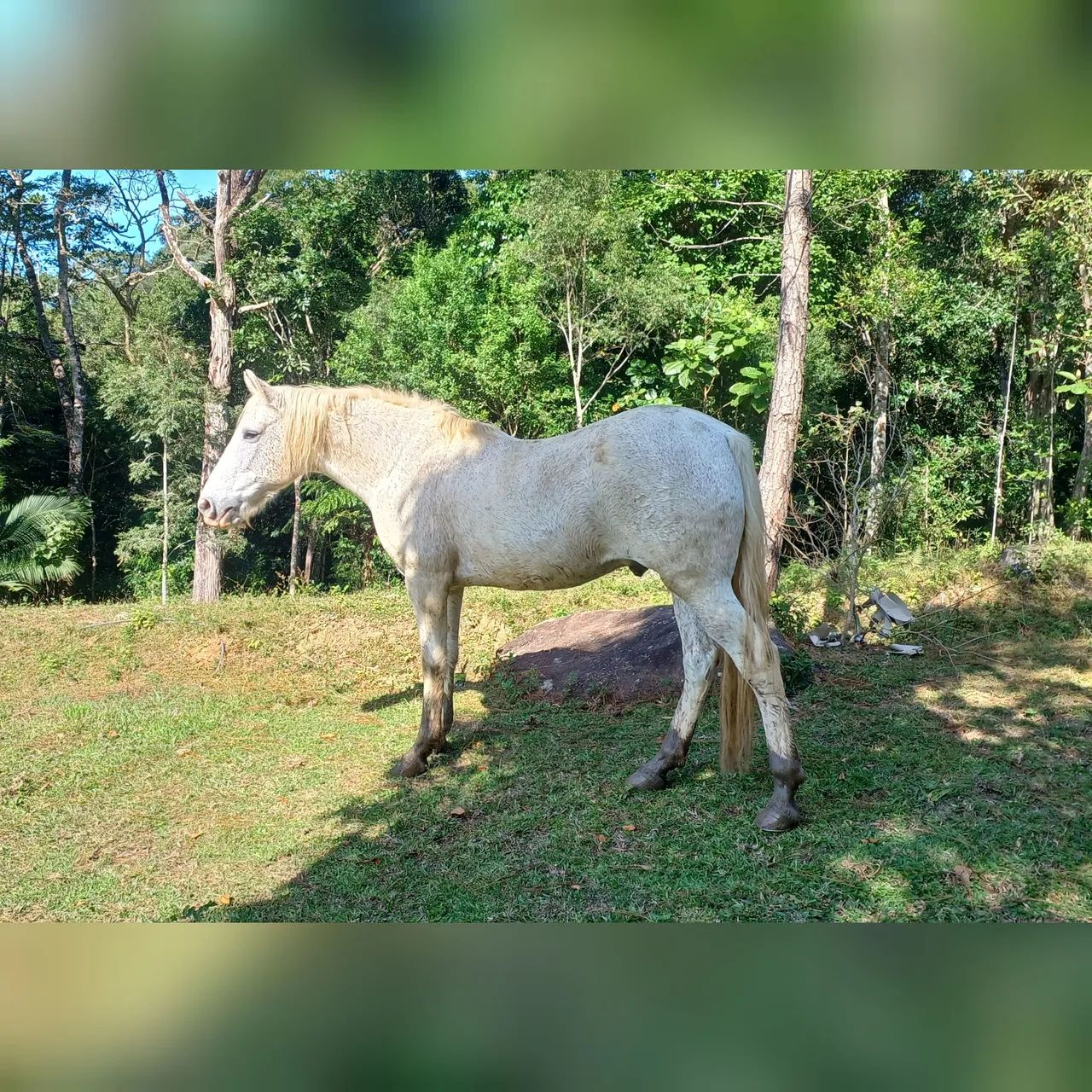 Cavalo  - Foto 2