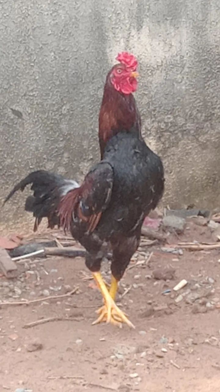 vendo um galo - Foto 3
