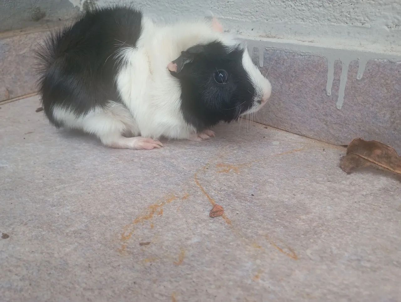 Porquinho da Índia