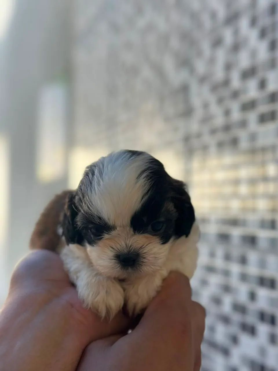 Mais que lindo perfeito shitzu - Foto 3
