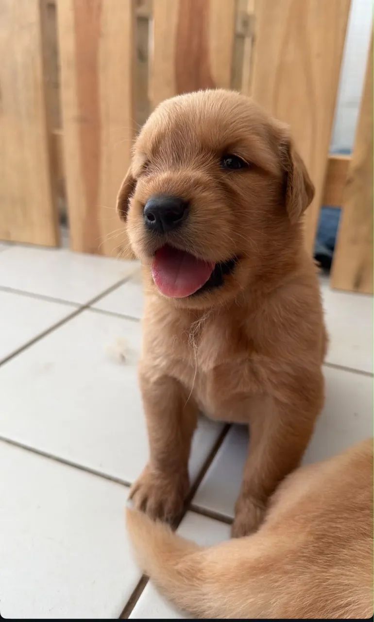 Golden retriever 
