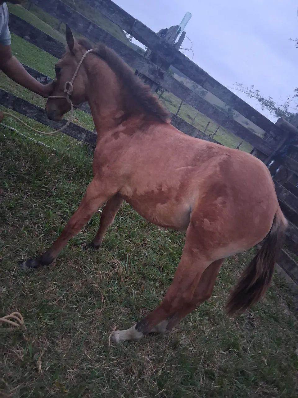 Vendo potro puro ,barato para sair hoje!!  - Foto 2