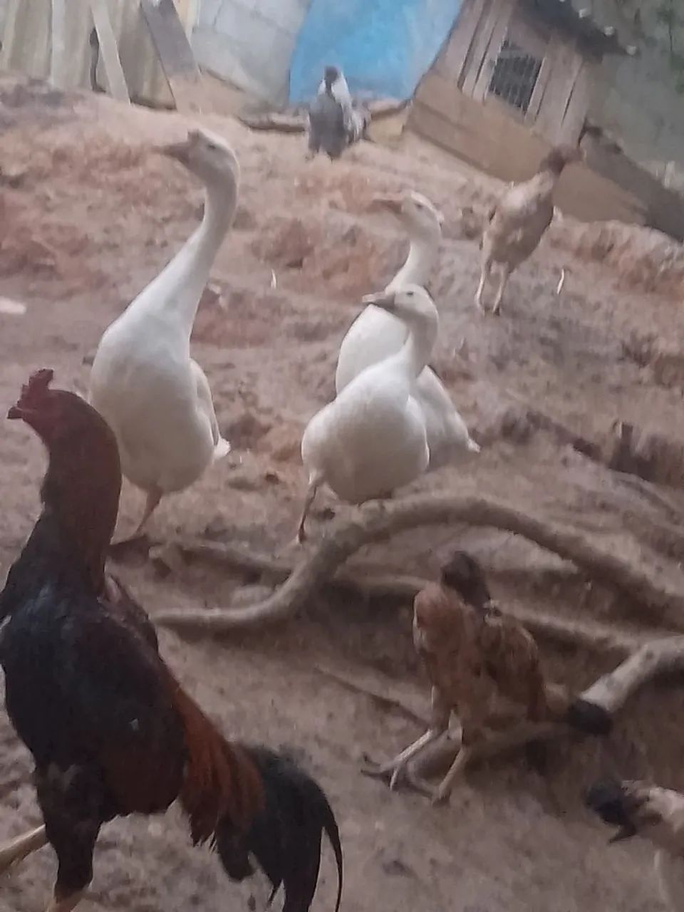 Casal de ganso jovem branco