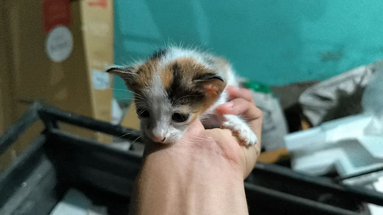 Doação de gatinhos - Foto 4