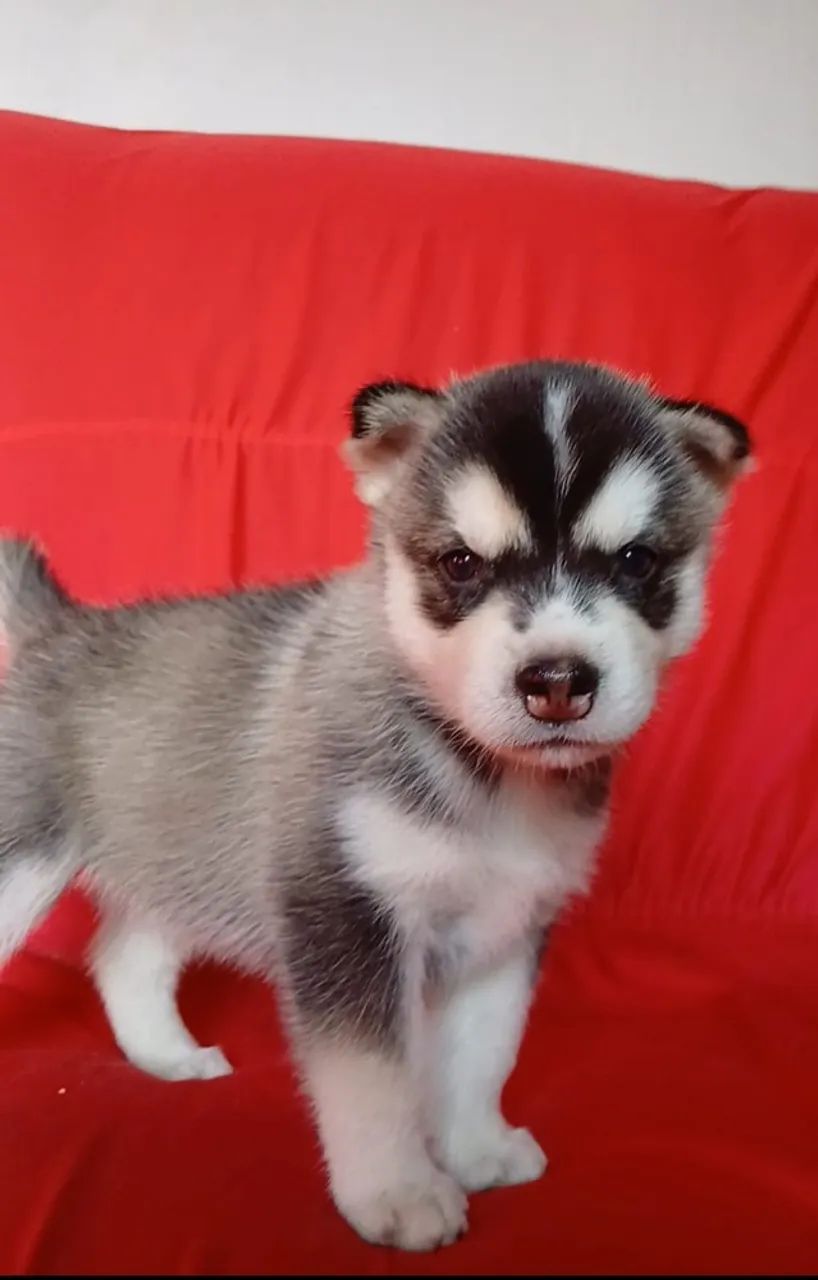 Husky Siberiano  - Foto 4