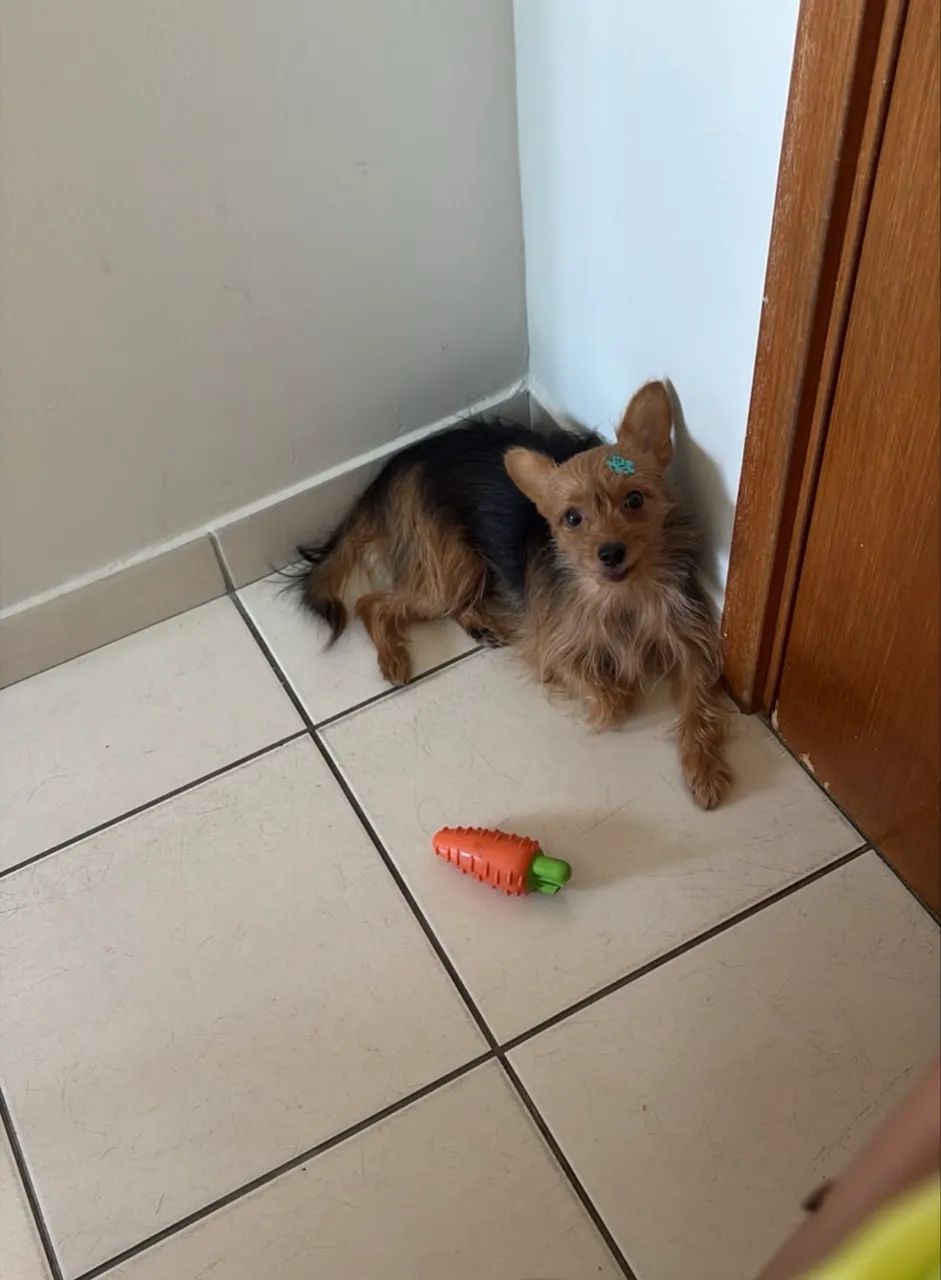 Doação responsável: 2 cães Yorkshire - Foto 3