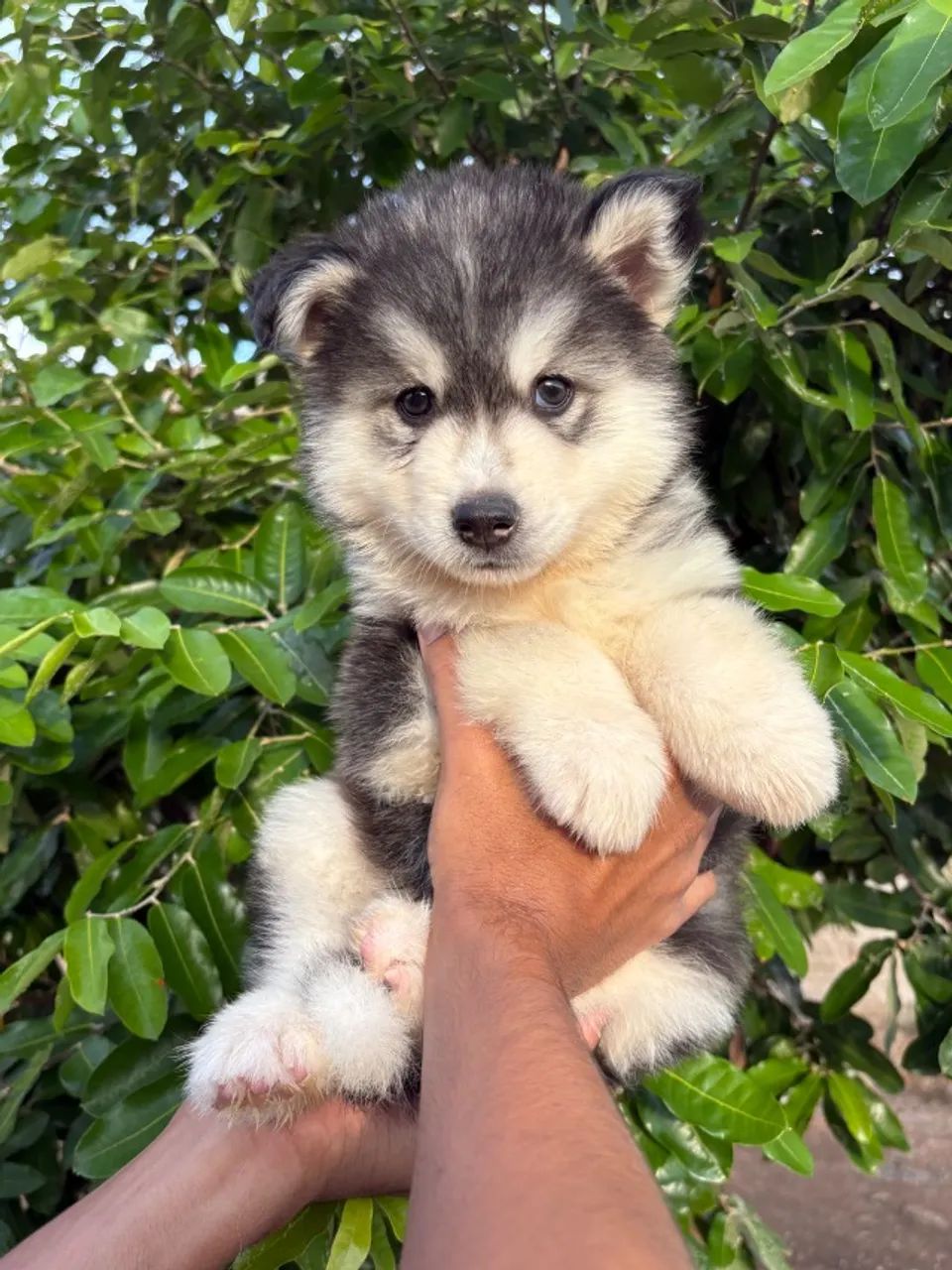 Husky siberiano - com microchip e pedigree  - Foto 2