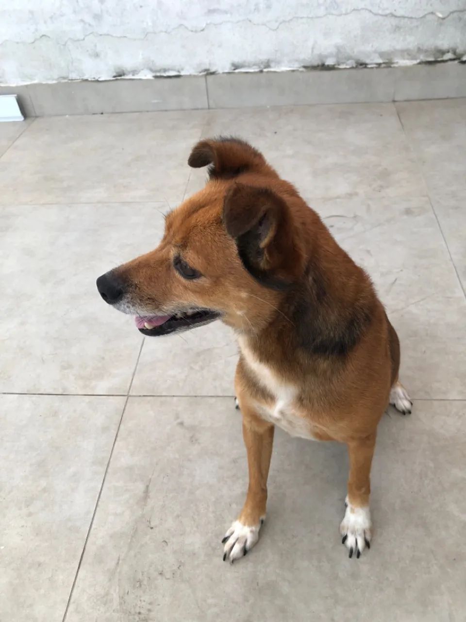 Adoção responsável  - Foto 5