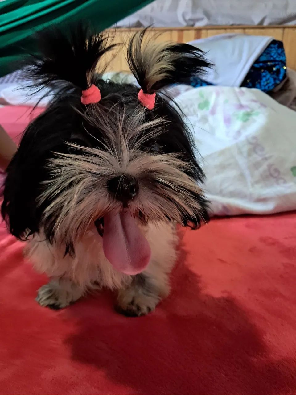 Shih tzu fêmea  - Foto 2