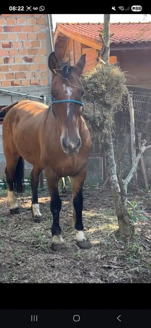 Cavalos Crioulos - Foto 2