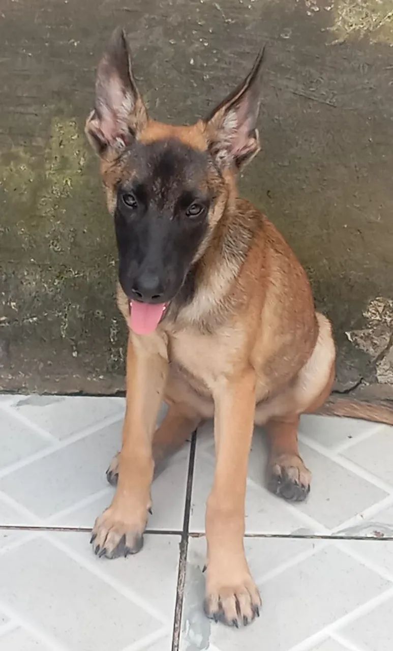 Cachorro  - Foto 2