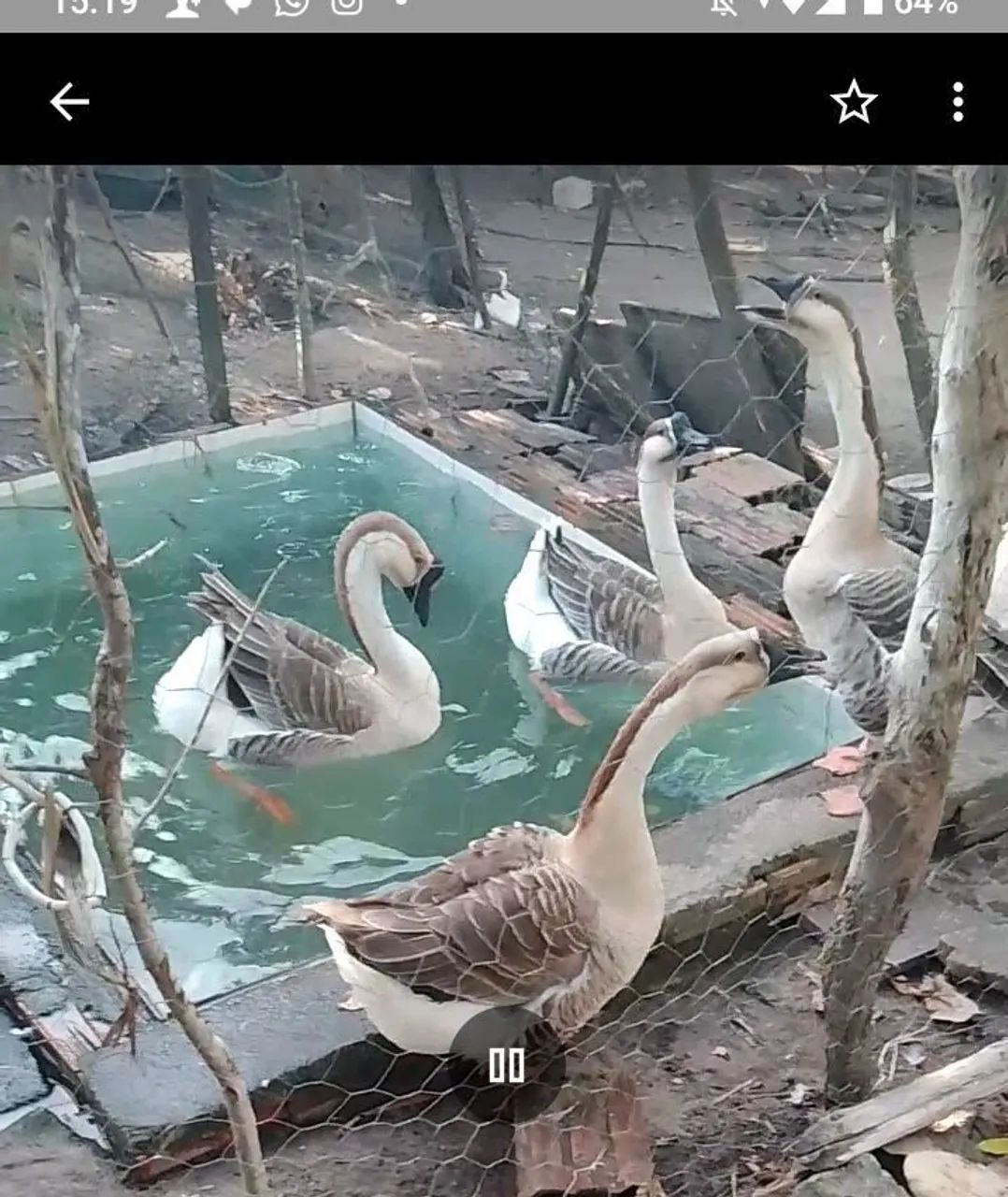 Sinaleiro africanos chinês pardo 