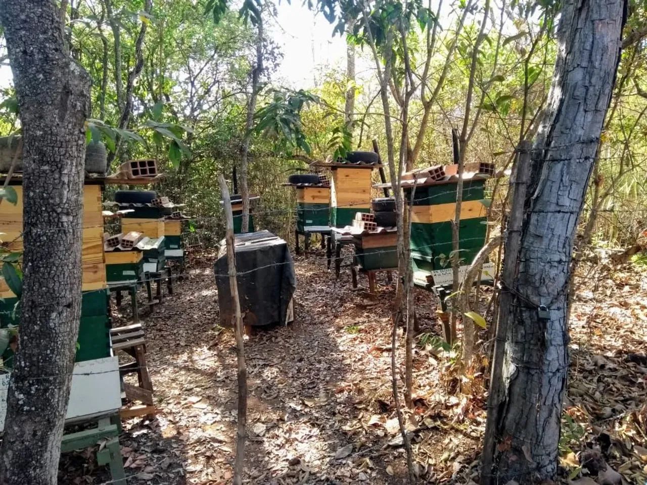Colméias de abelha Europa completas produzindo