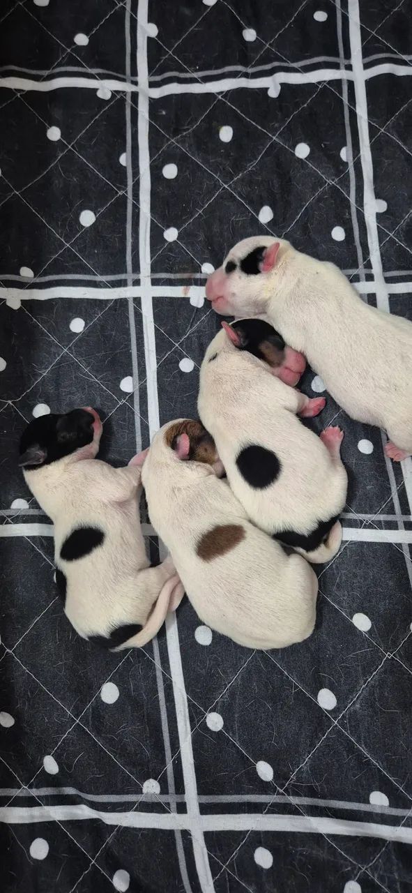Jack Russell Terrier - Foto 5