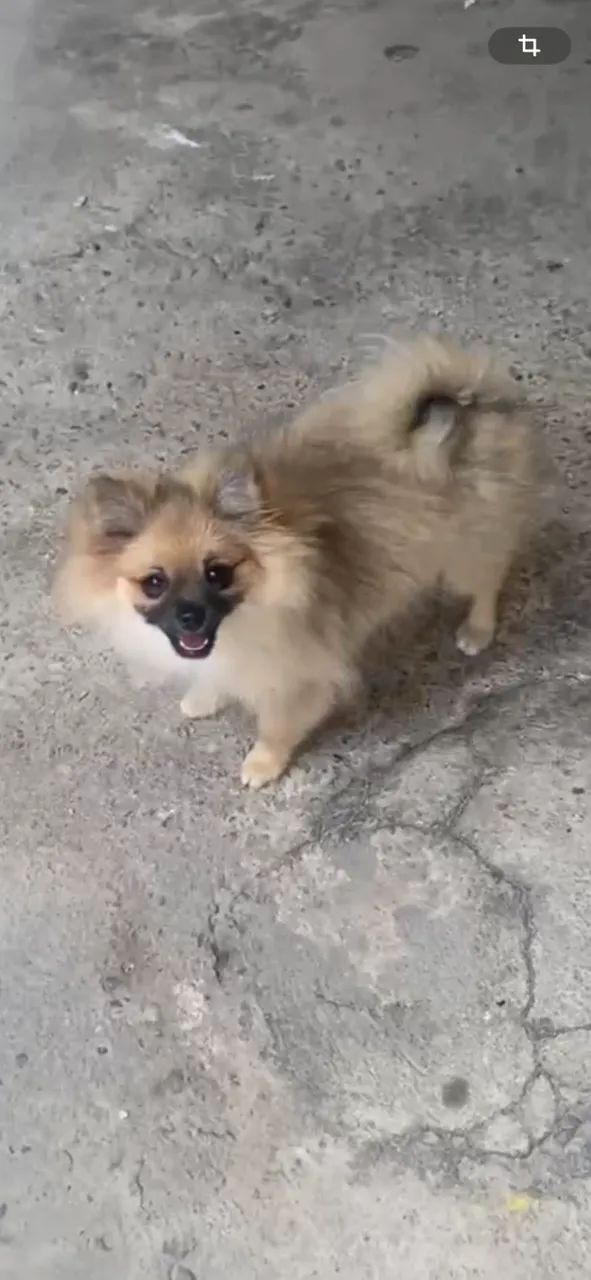 Spitz Fêmea 