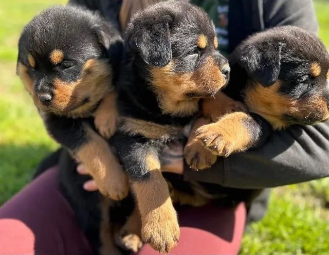 Rottweiler com otima procedencia 