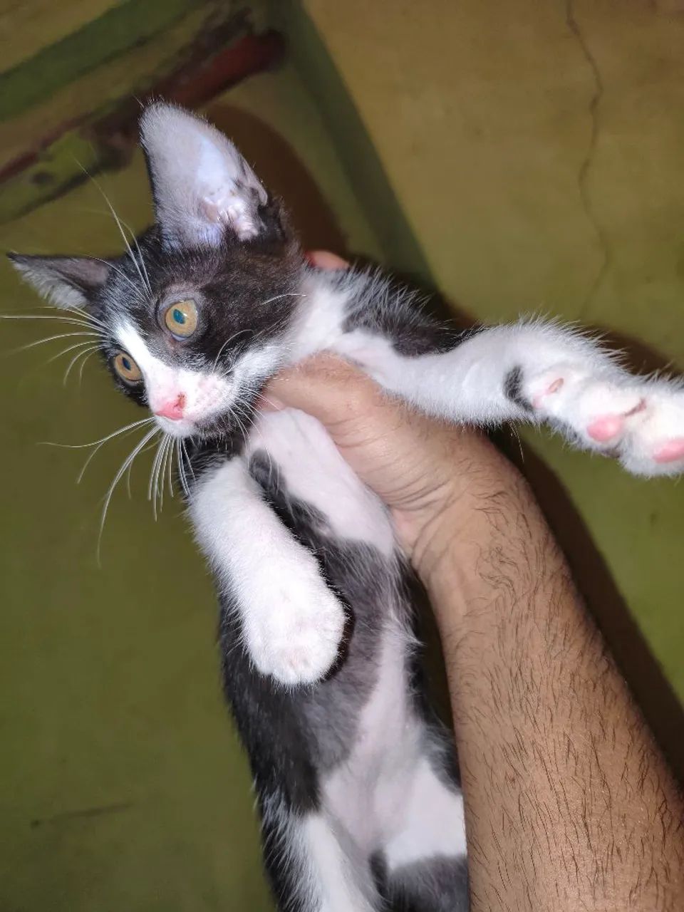 ADOÇÃO RESPONSÁVEL ? - Foto 3