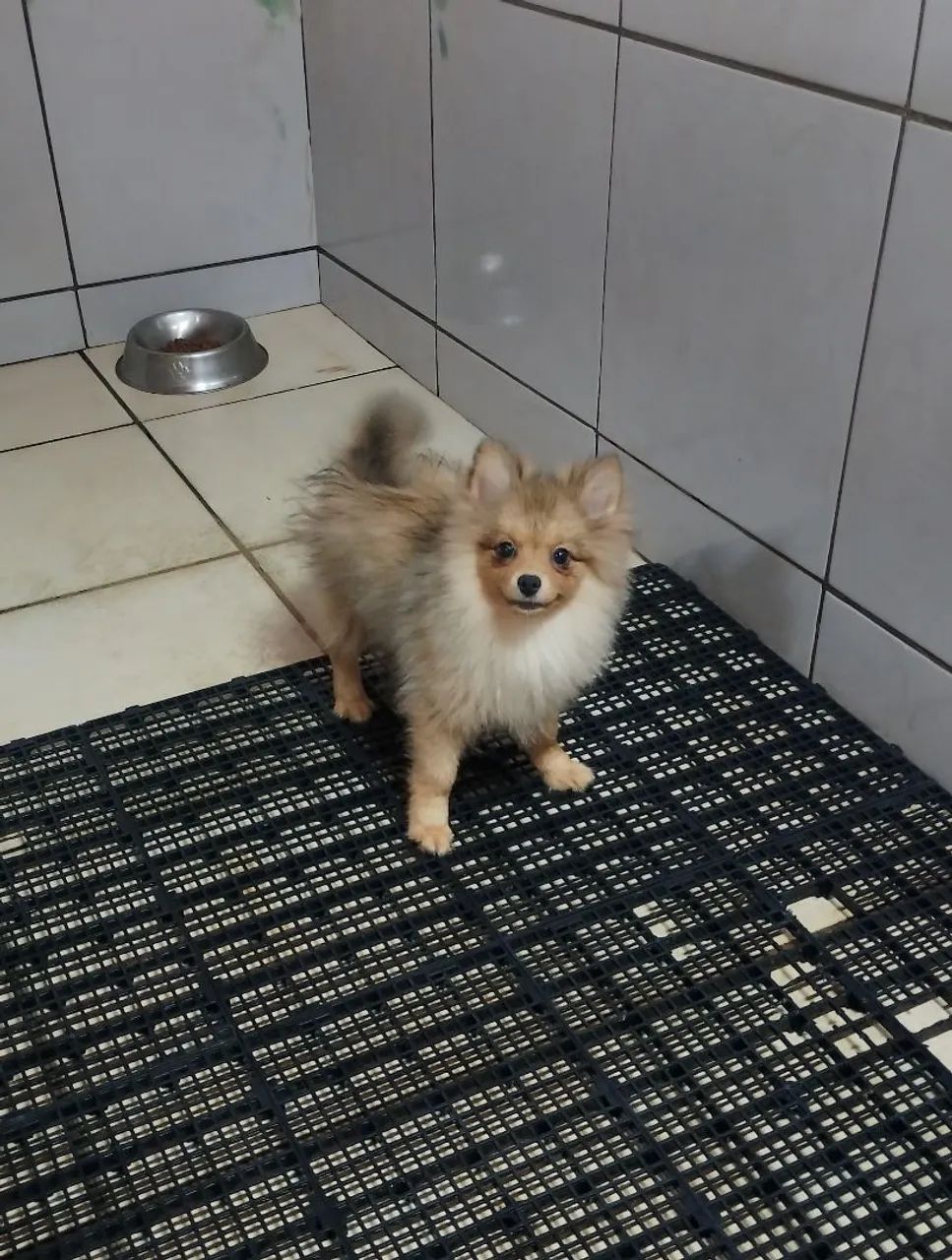 Spitz Alemão macho 4 meses  - Foto 3