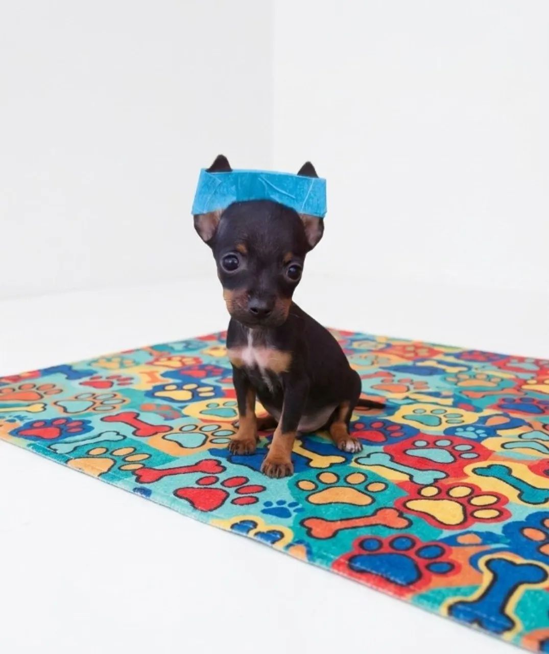 Mini Pinscher Para Quem Ama Pets
