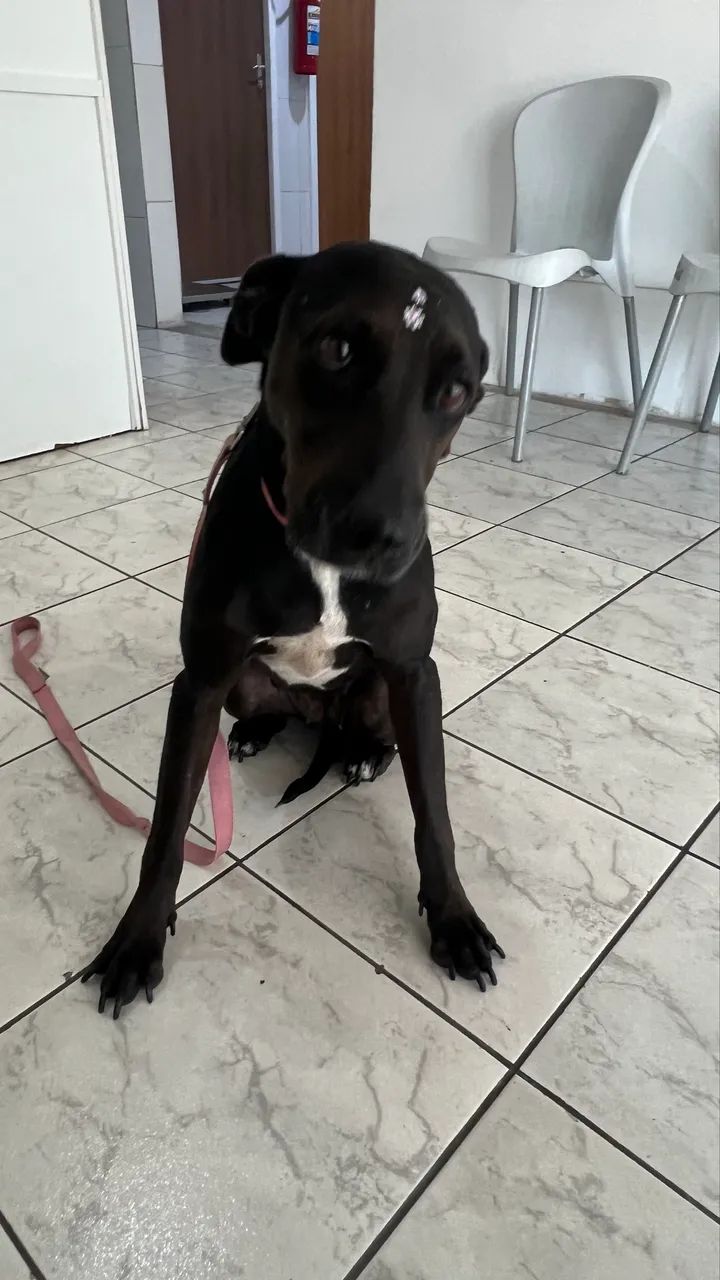 Adoção responsável 