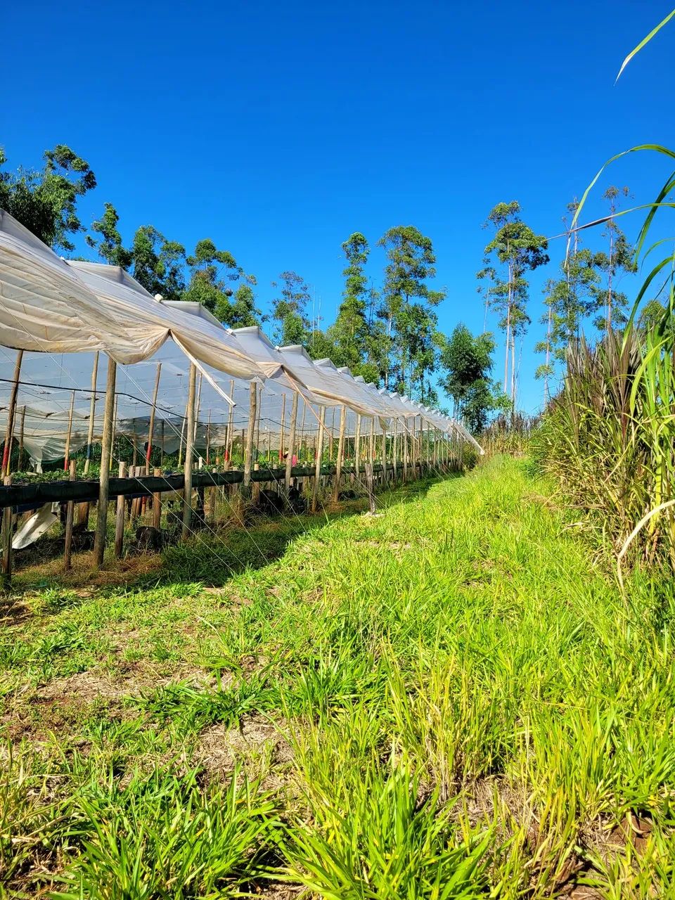 Estufa 50x10m - Foto 3