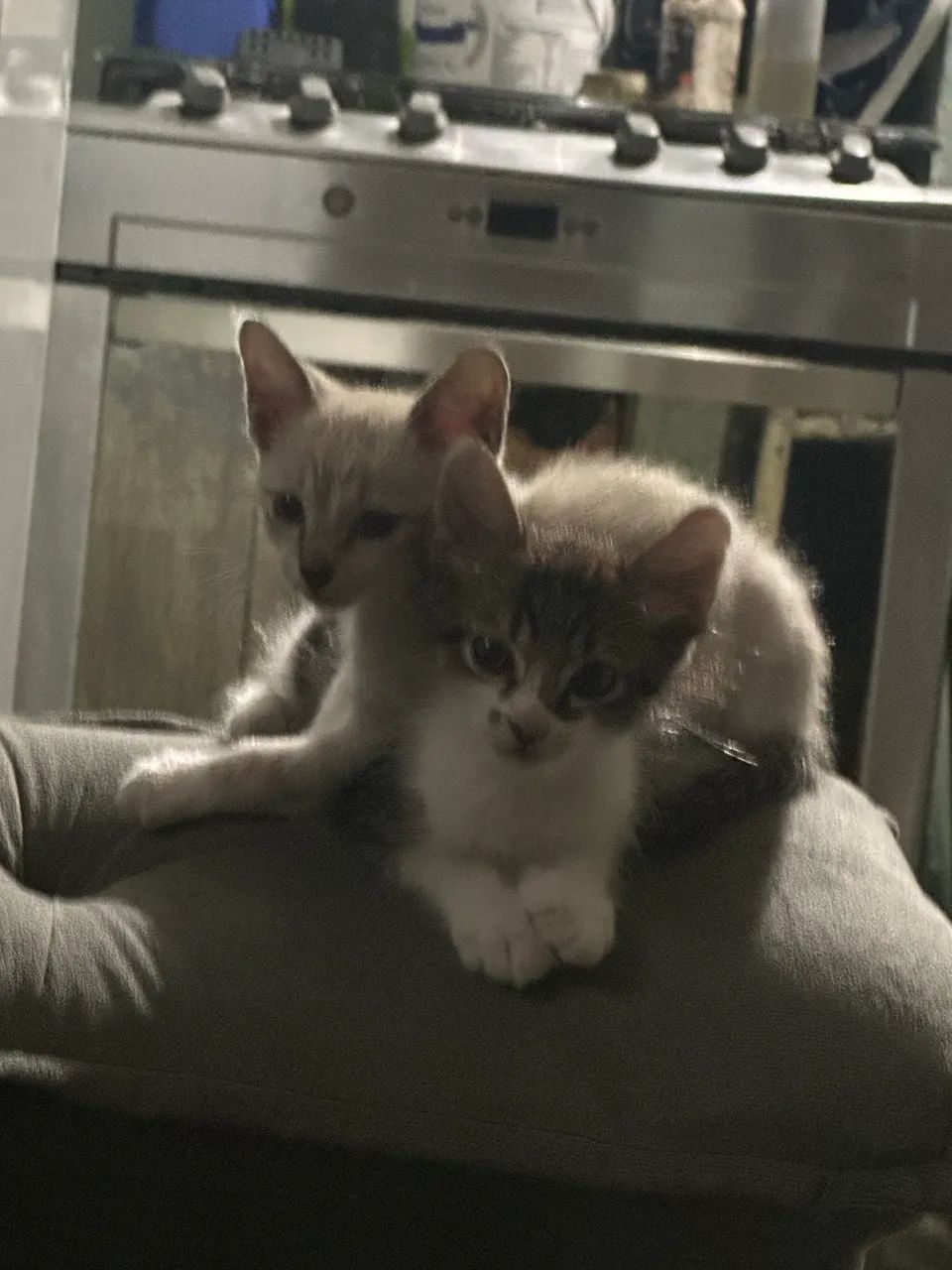 Gatinhos para doação 