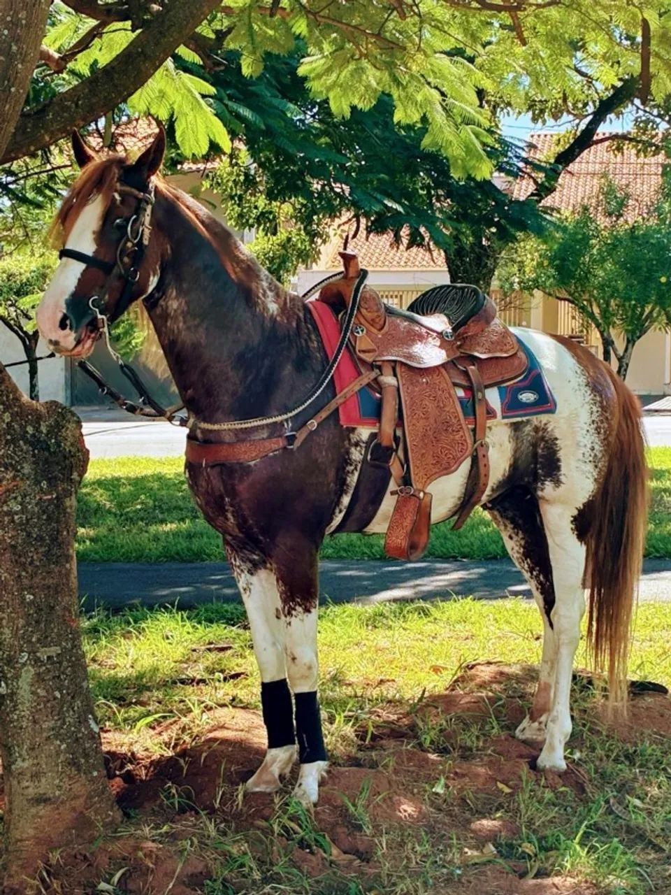Garanhão mangalarga paulista - Foto 2